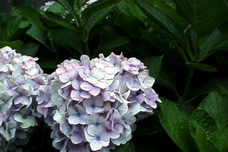 紫陽花